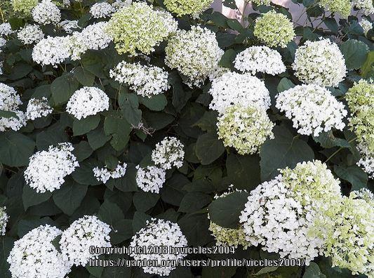 Photo of Smooth Hydrangea (Hydrangea arborescens 'Annabelle') uploaded by viccles2004