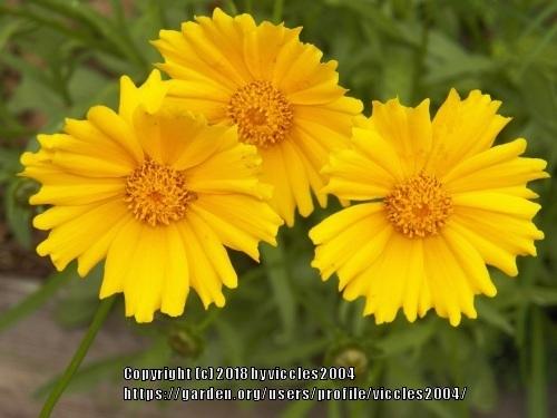 Photo of Tickseeds (Coreopsis) uploaded by viccles2004