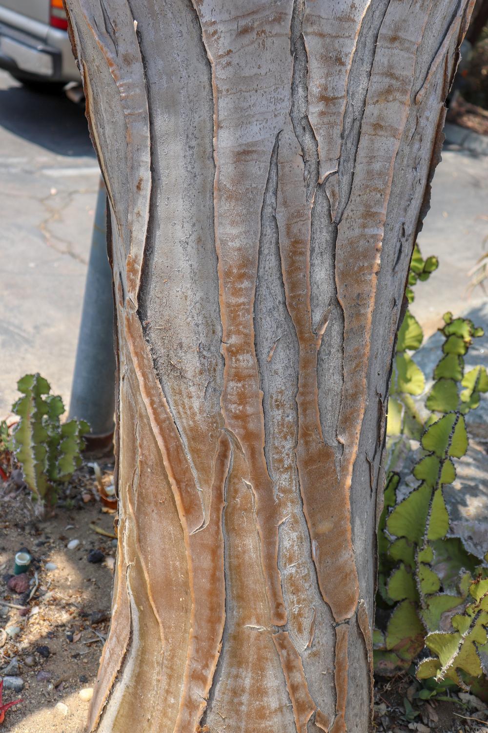 Photo of Aloe (Aloidendron 'Hercules') uploaded by Baja_Costero