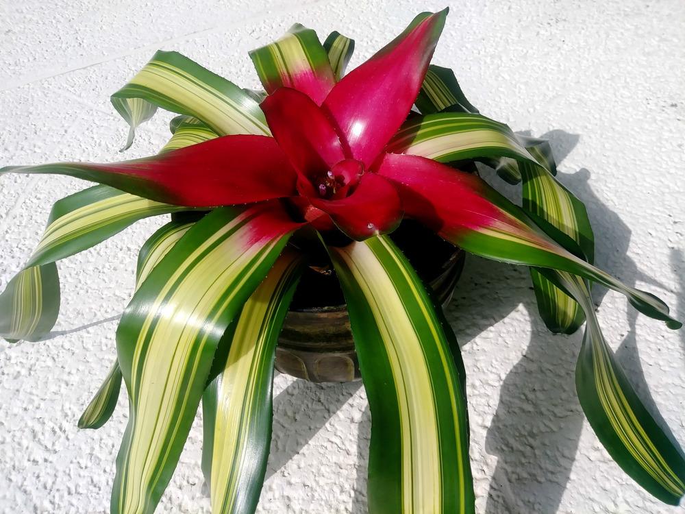 Photo of Blushing Bromeliad (Neoregelia carolinae 'Caroline Tricolor') uploaded by ScotTi