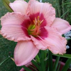 Location: My garden, Eagle Point, Oregon
Date: 2018-06-20
FFE Bloom, Very pretty!