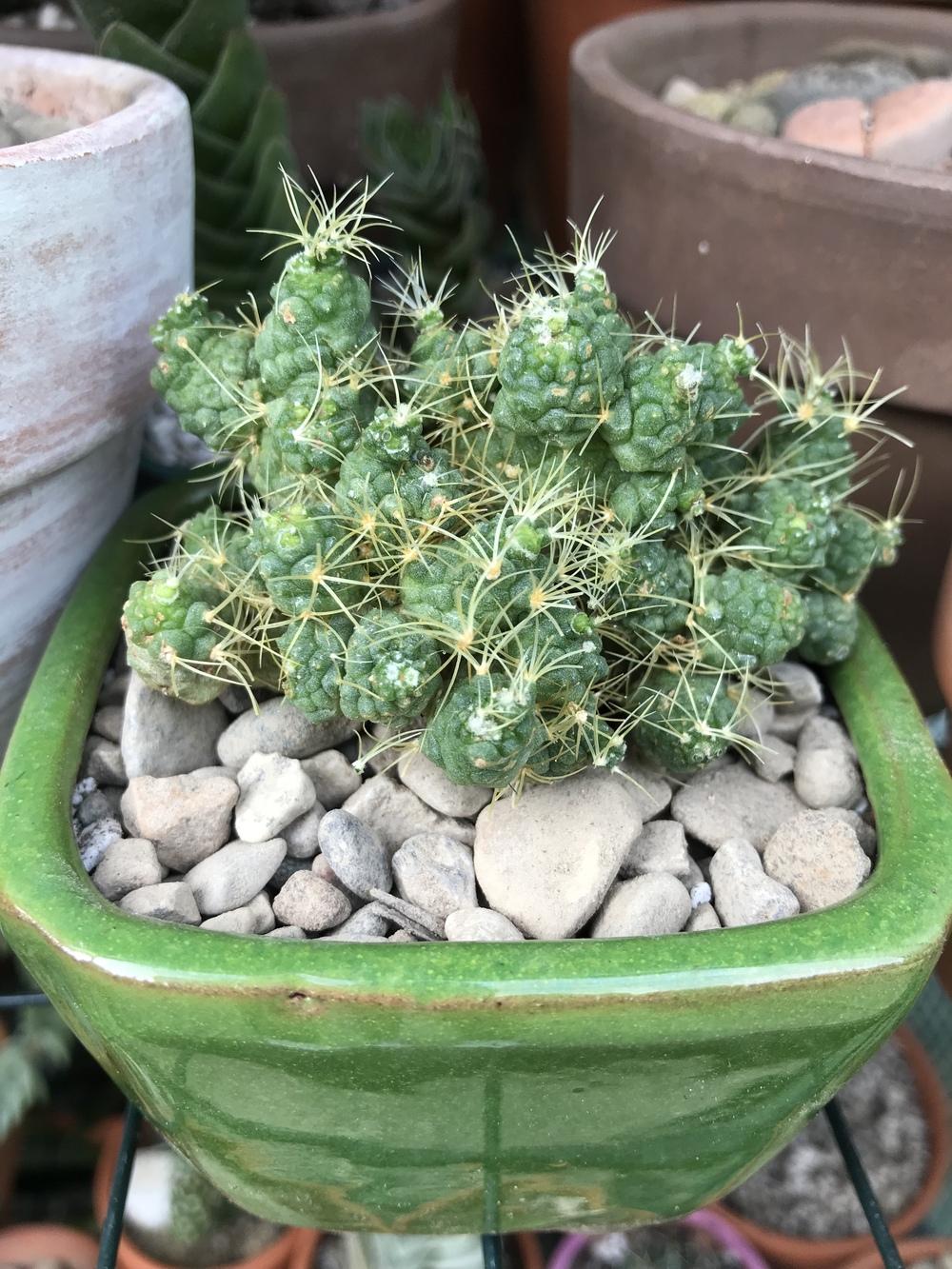 Photo of Ladyfinger Cactus (Mammillaria elongata) uploaded by ljones26