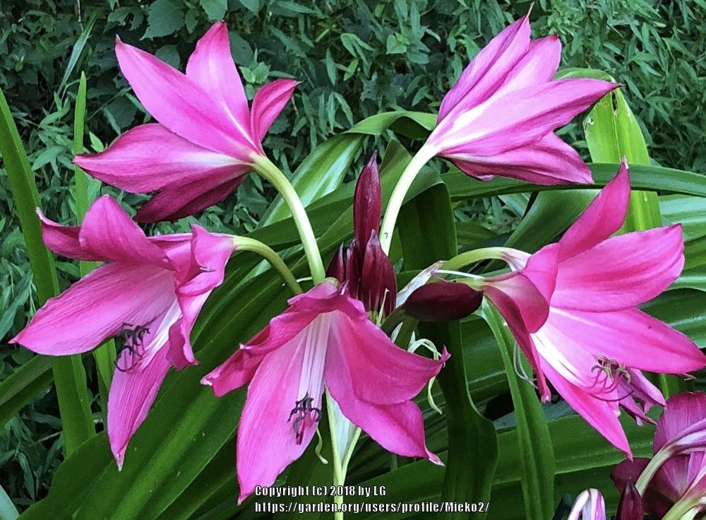 Photo of Crinum 'Infusion' uploaded by Mieko2