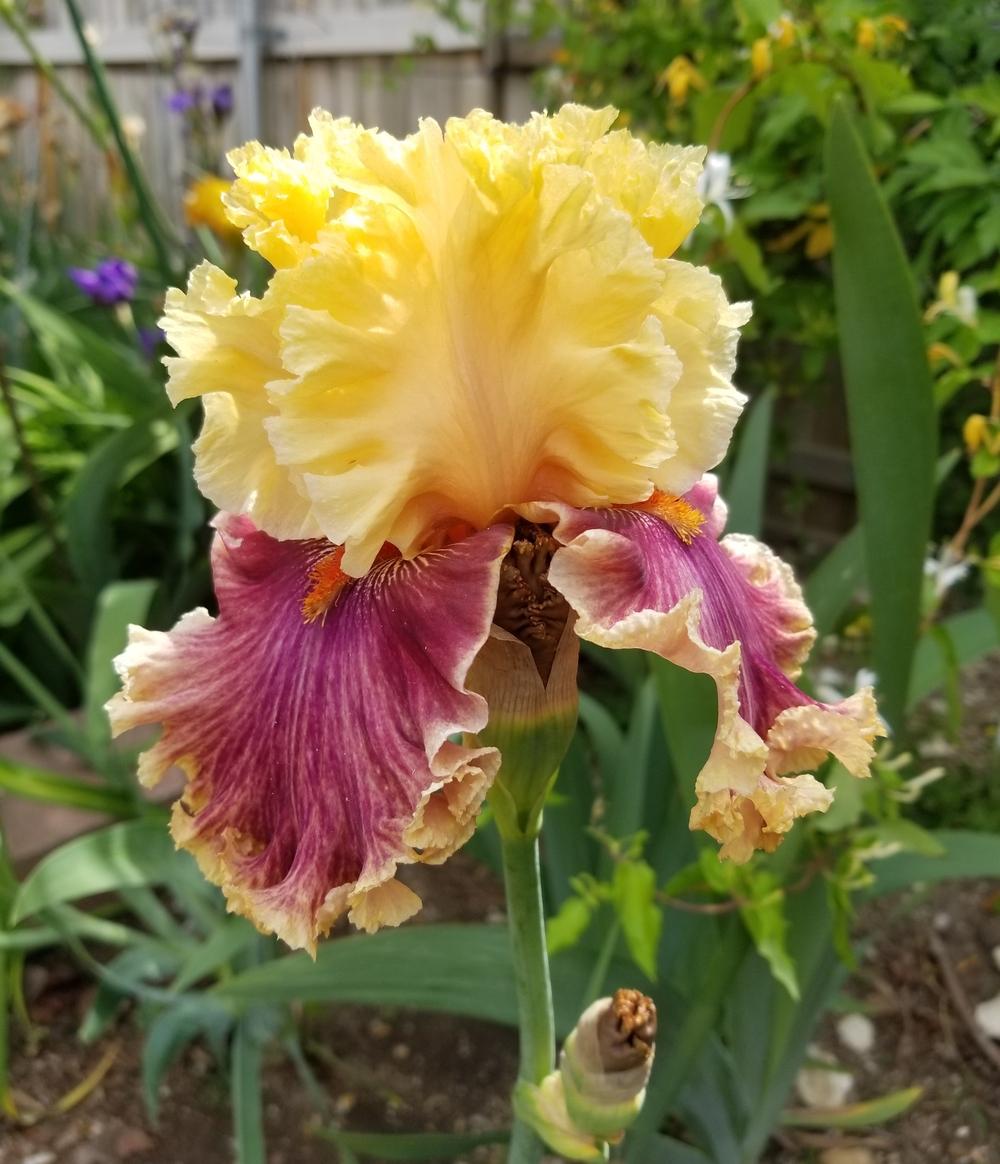 Photo of Tall Bearded Iris (Iris 'Decadence') uploaded by javaMom