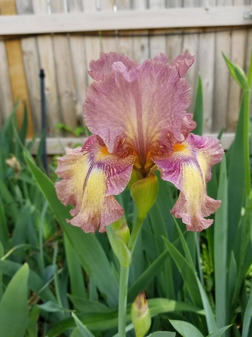 Photo of Irises (Iris) uploaded by javaMom