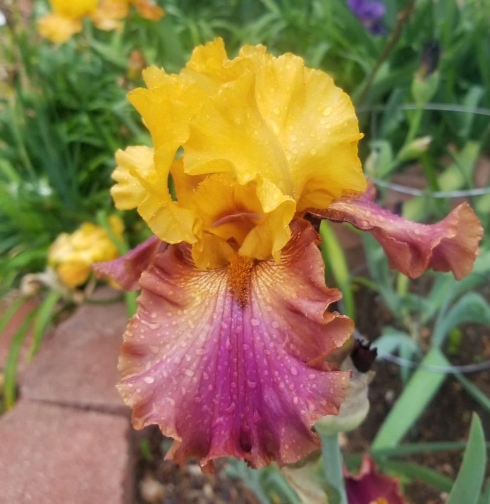 Photo of Tall Bearded Iris (Iris 'Class Clown') uploaded by javaMom