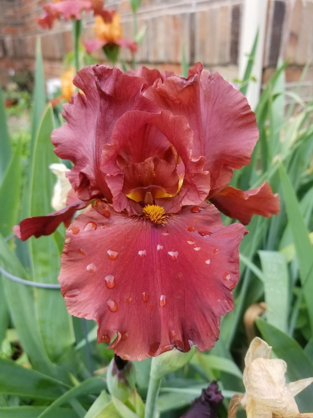 Photo of Tall Bearded Iris (Iris 'Dynamite') uploaded by javaMom