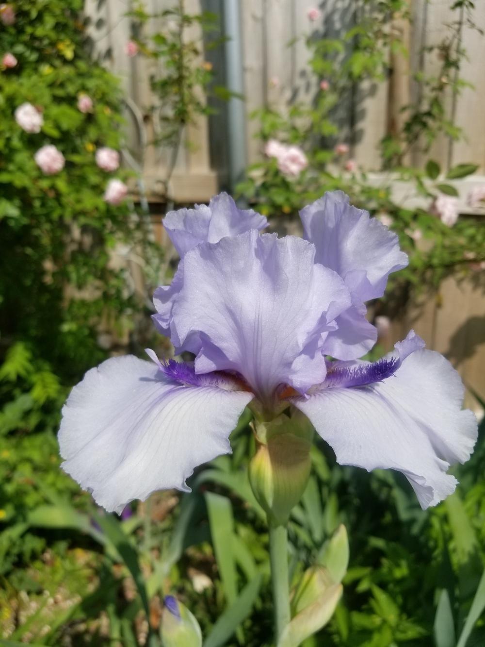 Photo of Tall Bearded Iris (Iris 'Alien Mist') uploaded by javaMom