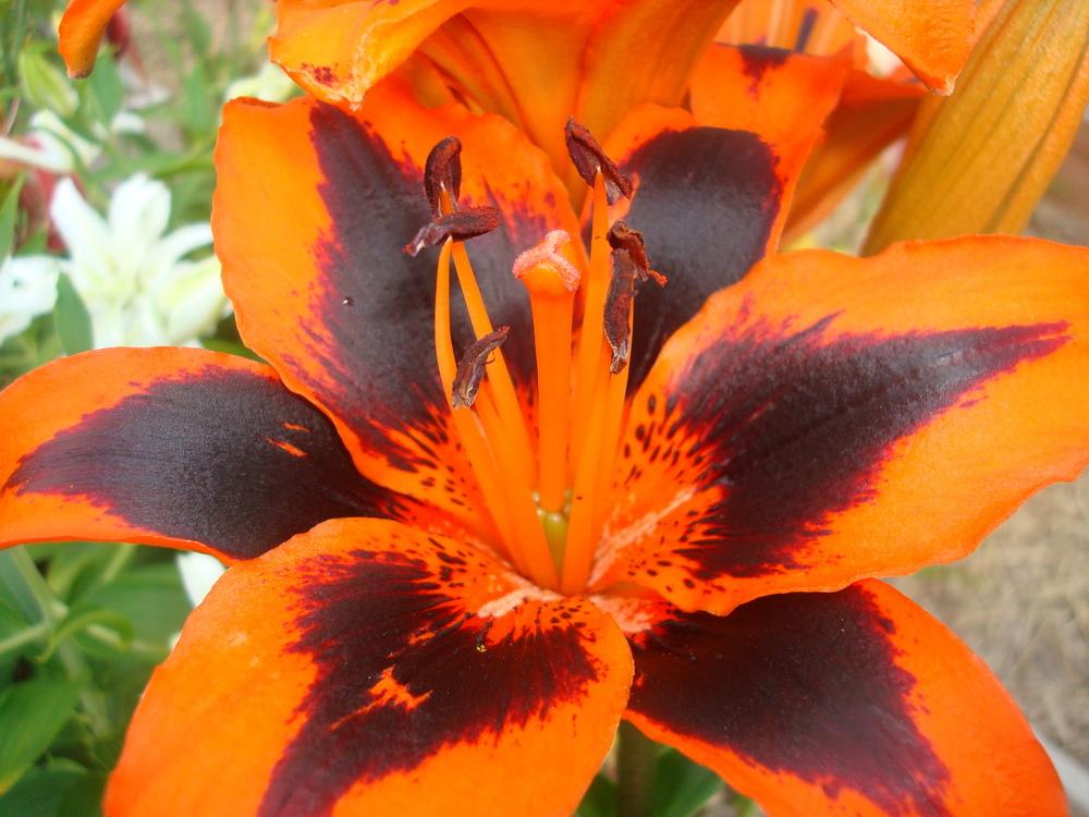 Photo of Lily (Lilium Lily Allen) uploaded by luvmyseeds