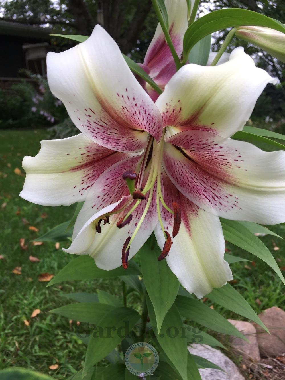 Photo of Lily (Lilium 'Yang') uploaded by magnolialover