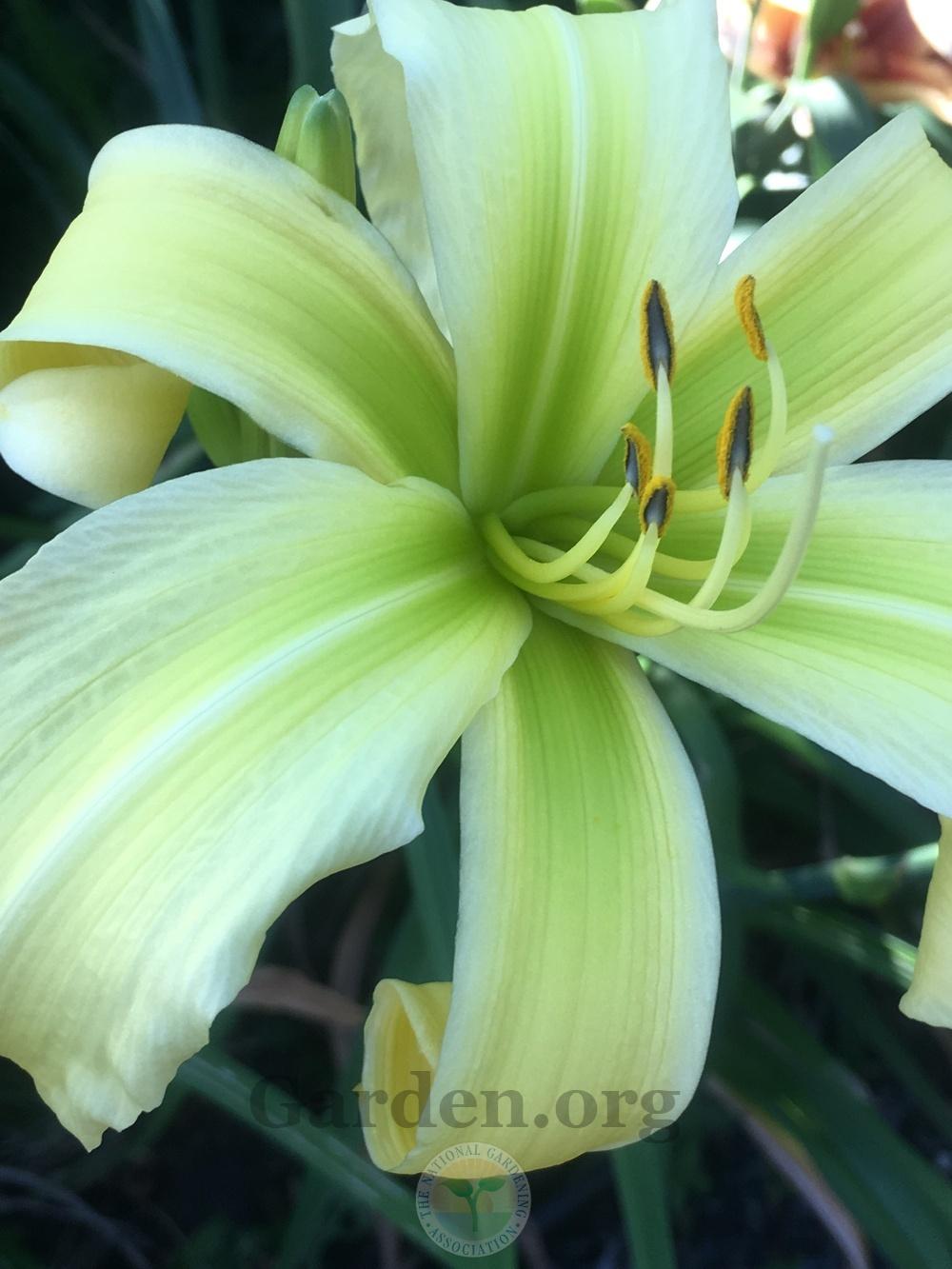 Photo of Daylily (Hemerocallis 'Lillian's Woman's Touch') uploaded by springcolor