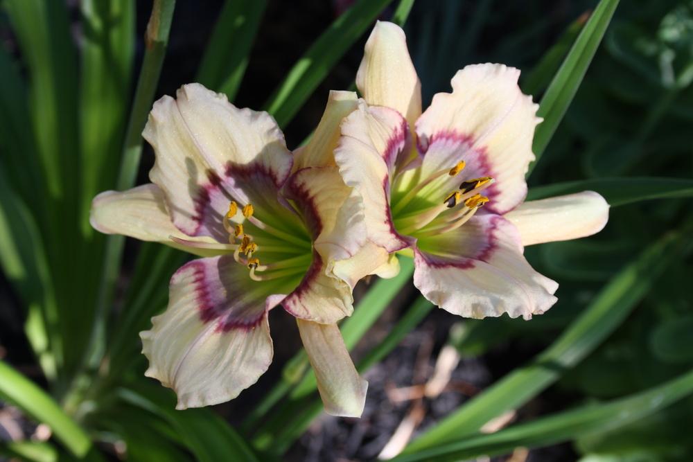 Photo of Daylily (Hemerocallis 'Westbourne Missing Sweet Pea Baby') uploaded by touchofsky