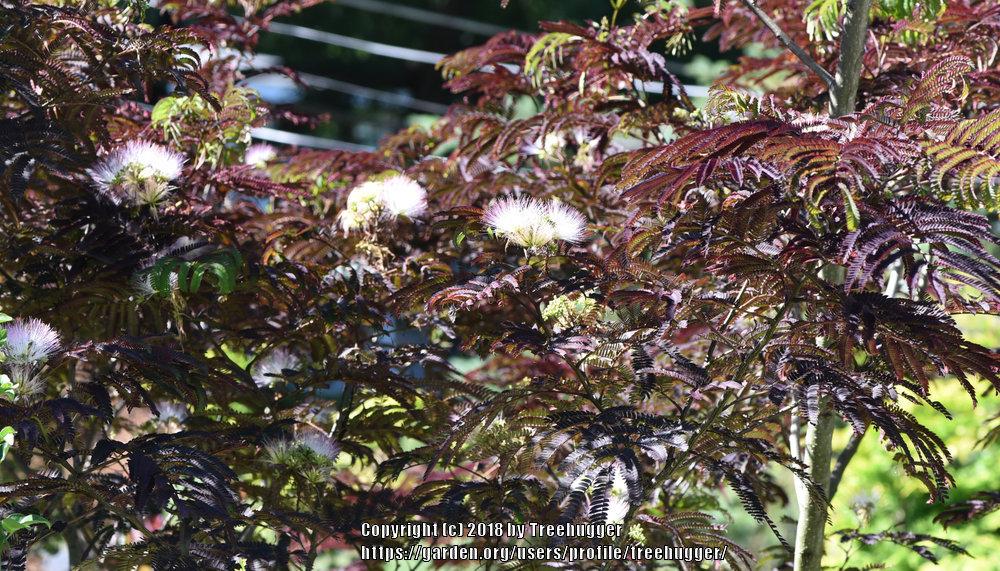 Photo of Chocolate Mimosa (Albizia julibrissin 'Summer Chocolate') uploaded by treehugger