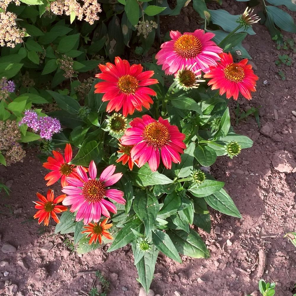 Photo of Coneflower (Echinacea Sombrero® Salsa Red) uploaded by JLWilliams