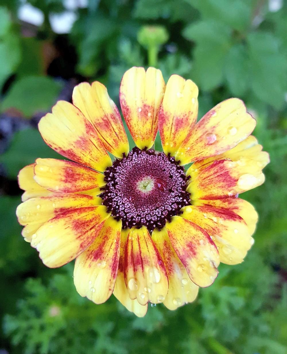 Photo of Tricolor Chrysanthemum (Ismelia carinata) uploaded by Jai_Ganesha