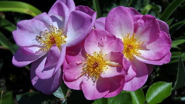 Photo of Rose (Rosa 'Escapade') uploaded by Orsola