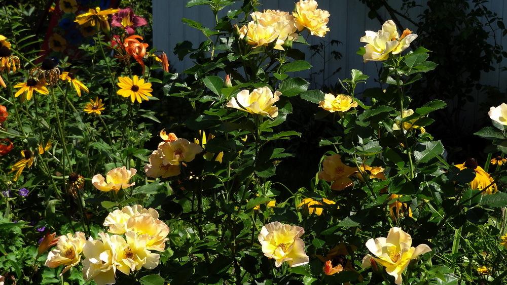 Photo of Rose (Rosa 'Morden Sunrise') uploaded by Orsola
