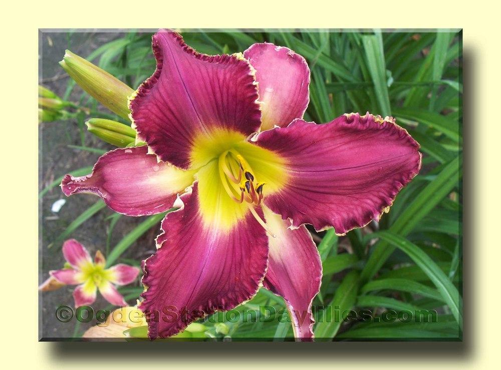 Photo of Daylily (Hemerocallis 'Baby Teeth for Rosie') uploaded by RobinSeeds