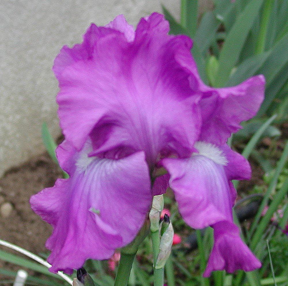Photo of Tall Bearded Iris (Iris 'Crushed Velvet') uploaded by Tambookie