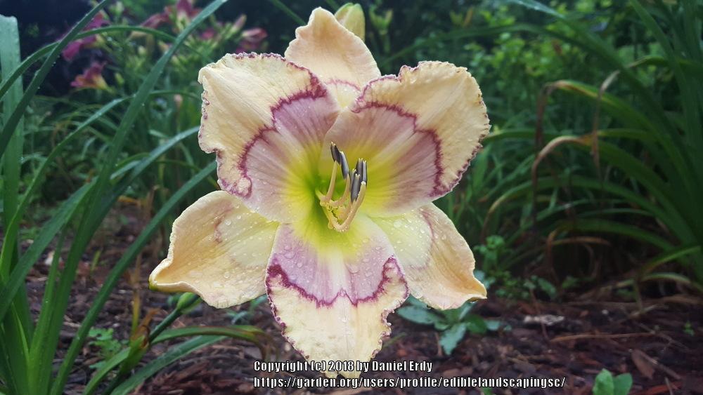 Photo of Daylily (Hemerocallis 'Facemaker') uploaded by ediblelandscapingsc