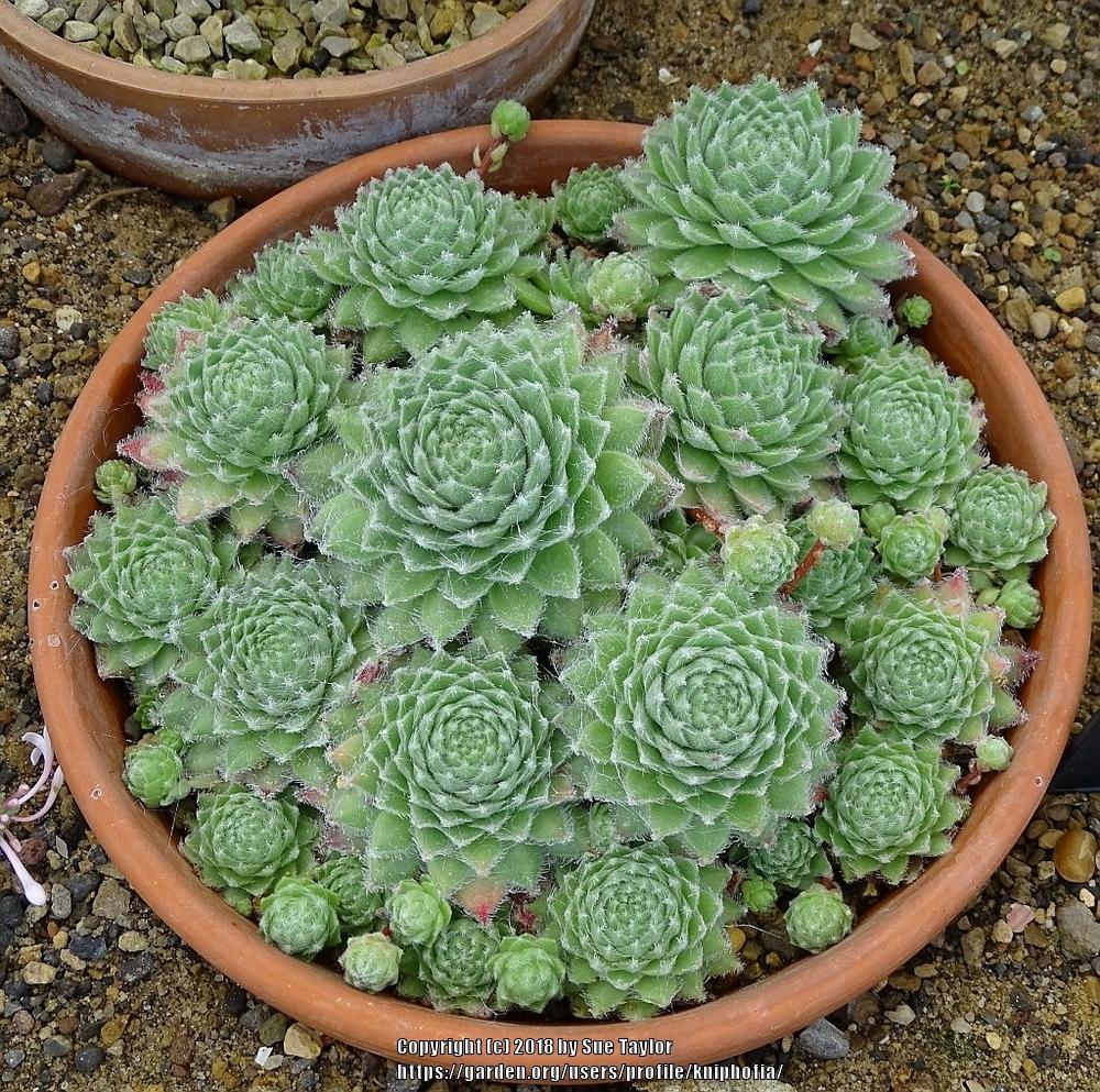 Photo of Hen and Chicks (Sempervivum arachnoideum 'Banyon') uploaded by kniphofia