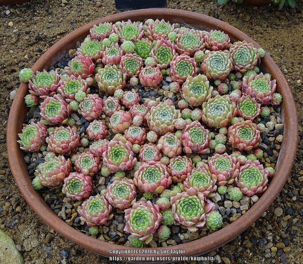 Photo of Hen and Chicks (Sempervivum 'Pekinese') uploaded by kniphofia