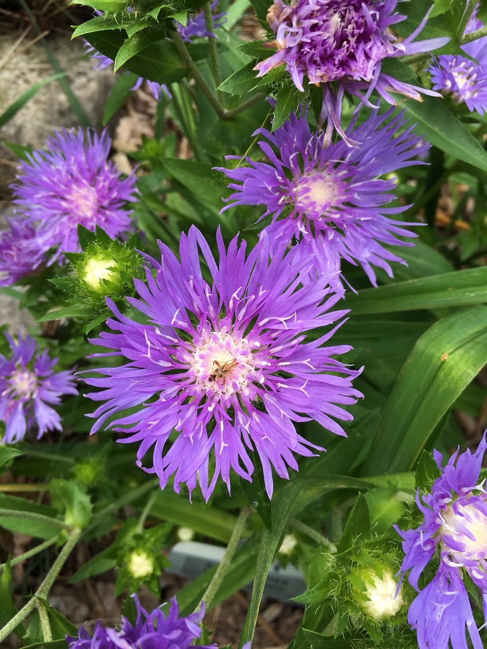 Photo of Stokes' Aster (Stokesia laevis 'Peachie's Pick') uploaded by ljb5966
