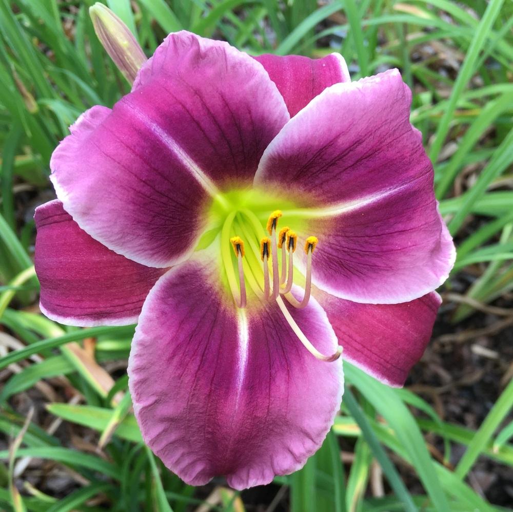 Photo of Daylily (Hemerocallis 'Westbourne on the Wings of a Dove') uploaded by ljb5966