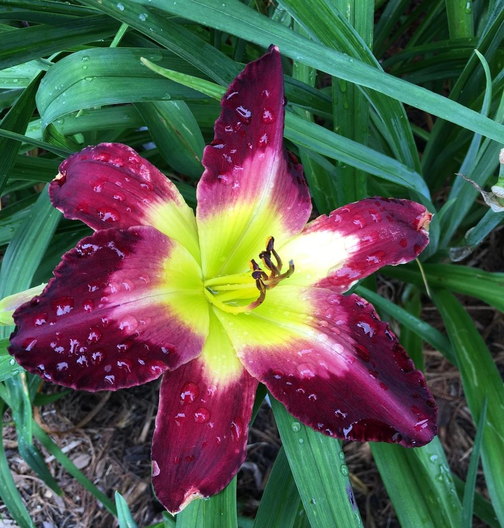 Photo of Daylily (Hemerocallis 'The Ghost and the Darkness') uploaded by ljb5966