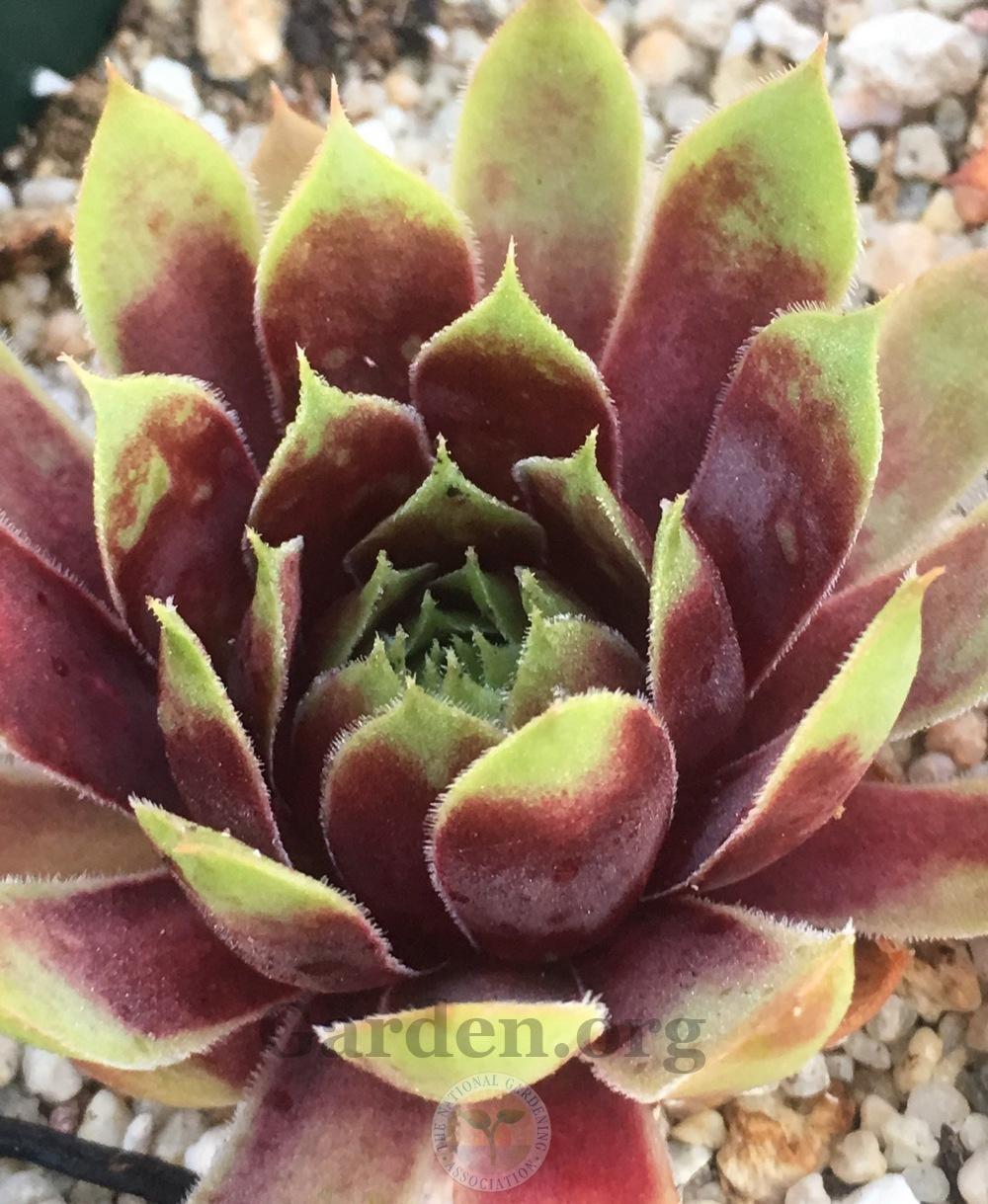 Photo of Hen and Chicks (Sempervivum 'Hayling') uploaded by springcolor