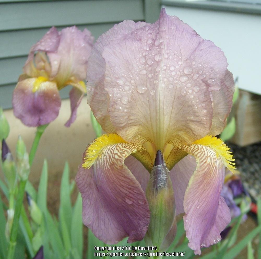 Photo of Tall Bearded Iris (Iris 'Sandia') uploaded by DaveinPA