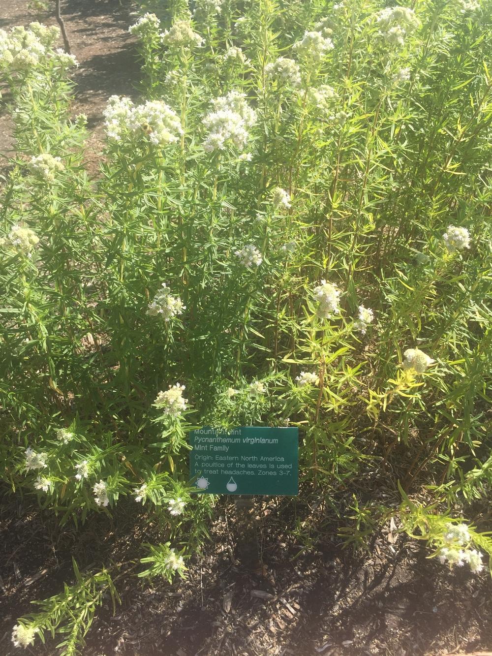 Photo of Virginia Mountain Mint (Pycnanthemum virginianum) uploaded by SpringGreenThumb
