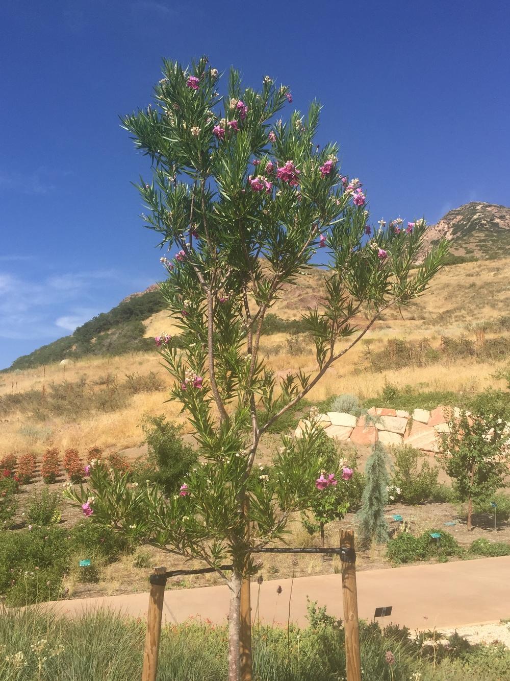 Photo of Desert Willow (Chilopsis linearis) uploaded by SpringGreenThumb
