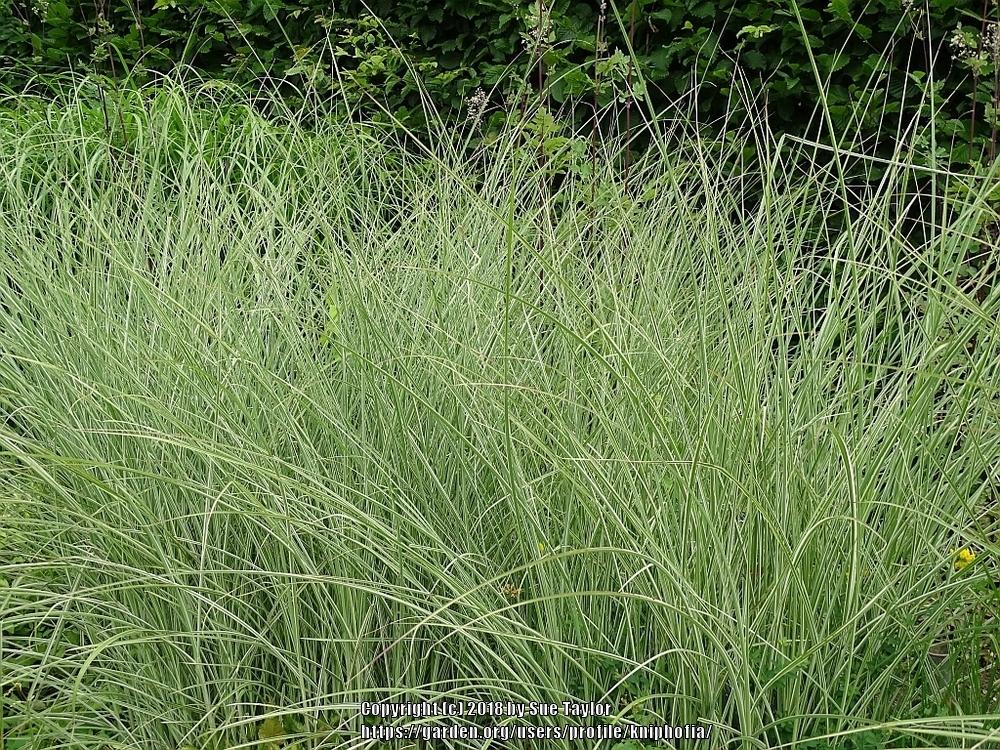 Photo of Maiden Grass (Miscanthus sinensis 'Morning Light') uploaded by kniphofia