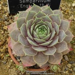 Location: RHS Harlow Carr alpine house, Yorkshire
Date: 2018-07-22
Tagged as 'Engle's 13-2, but is incorrect