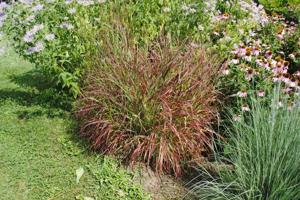 Photo of Switch Grass (Panicum virgatum 'Shenandoah') uploaded by ILPARW