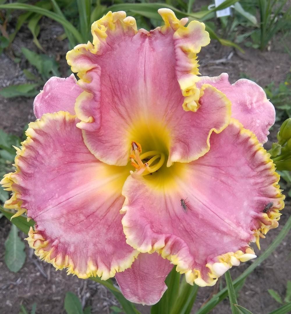 Photo of Daylily (Hemerocallis 'Shores of Time') uploaded by Salowicious
