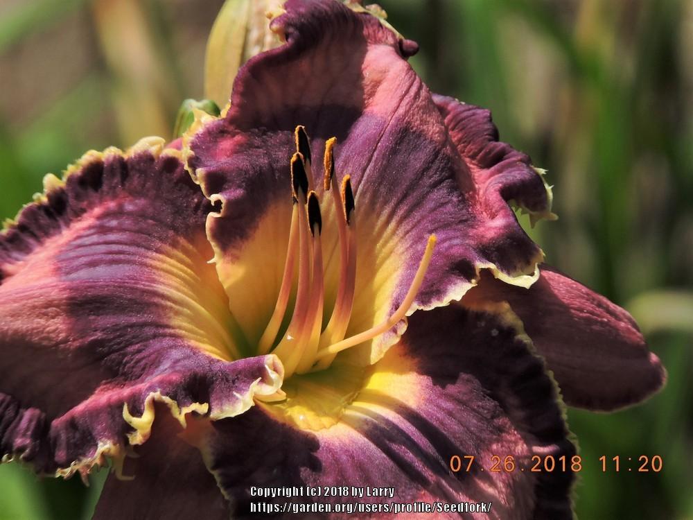 Photo of Daylily (Hemerocallis 'God Save the Queen') uploaded by Seedfork