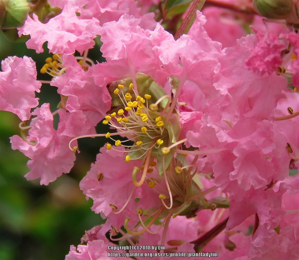 Photo of Crape Myrtle (Lagerstroemia 'Sioux') uploaded by plantladylin