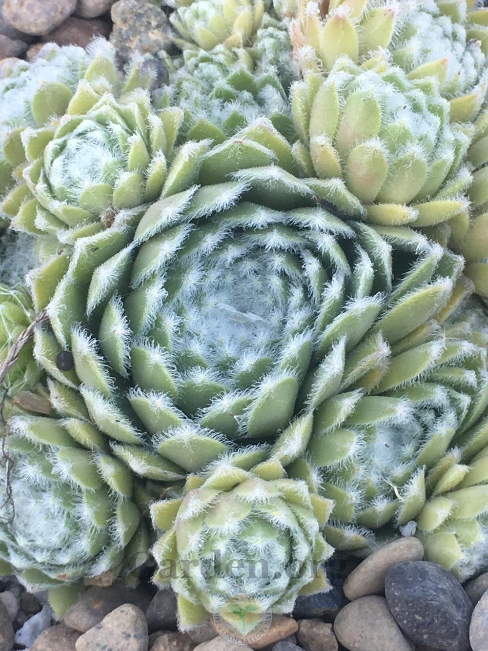 Photo of Hen and Chicks (Sempervivum 'Rosa Madchen') uploaded by springcolor