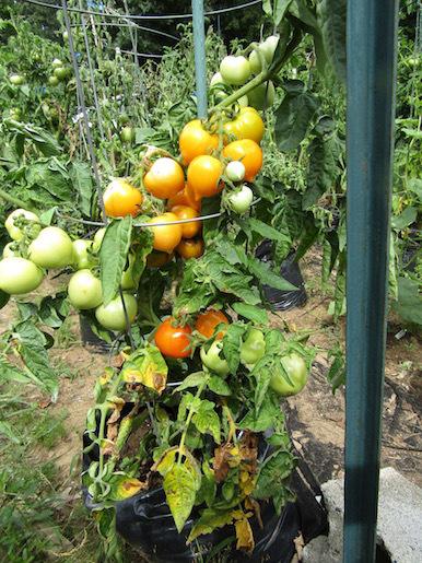 Photo of Tomato (Solanum lycopersicum 'Utyonok') uploaded by DonShirer
