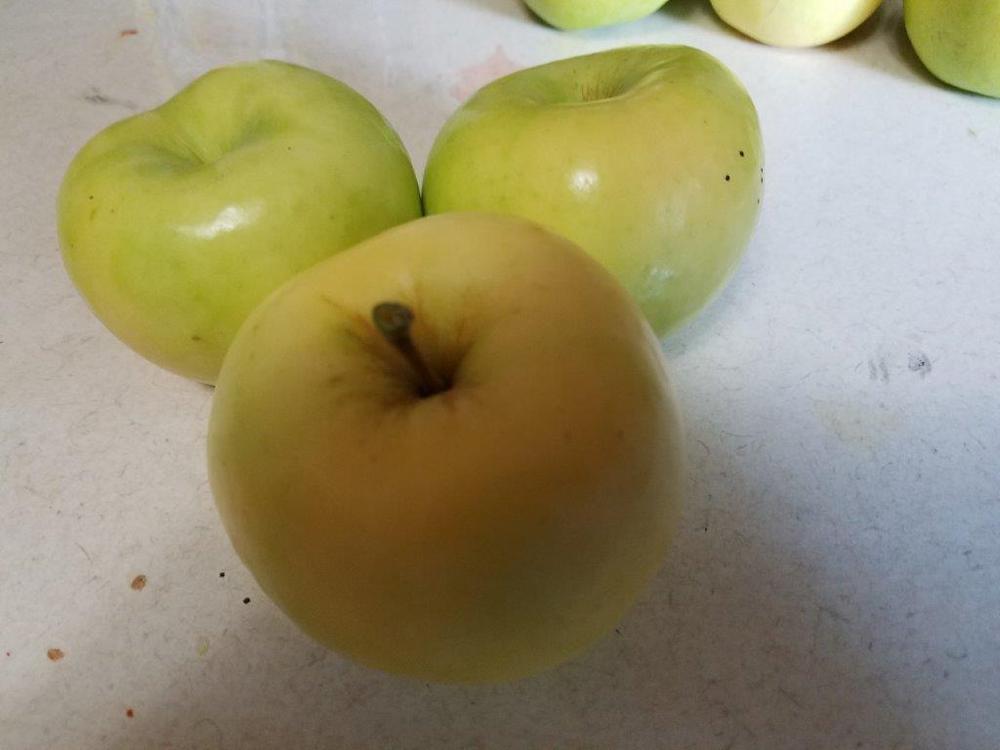 Photo of Apple (Malus domestica 'Pristine') uploaded by cybrczch