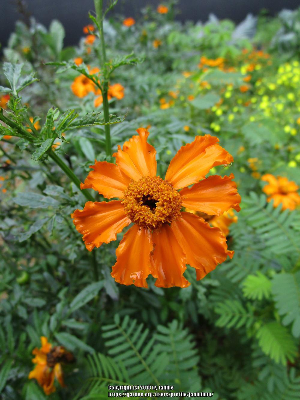 Photo of Aztec Marigold (Tagetes erecta 'Cempoalxochitl') uploaded by janinilulu