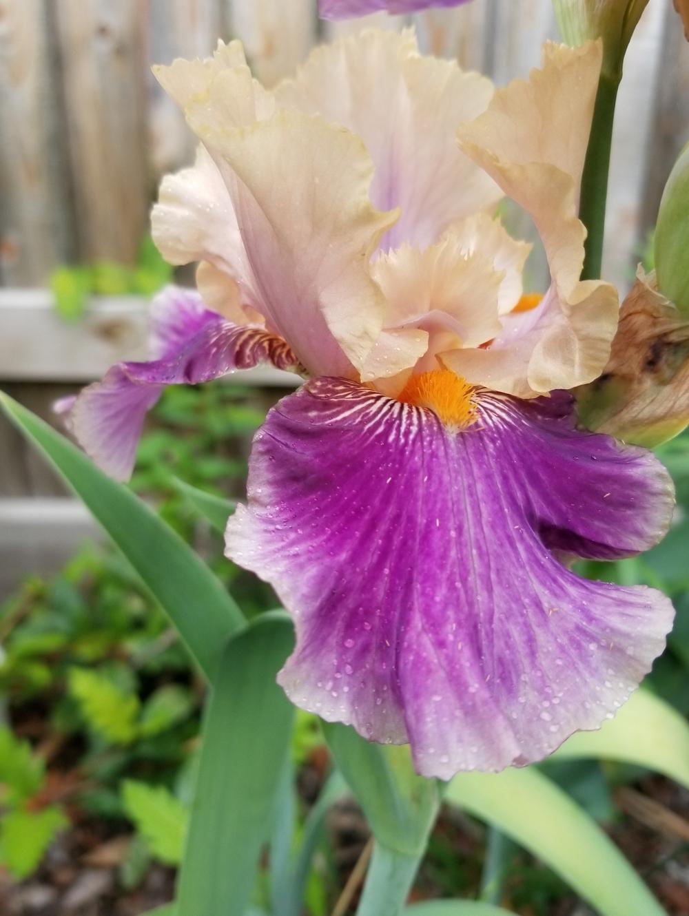 Photo of Tall Bearded Iris (Iris 'Betty Christine') uploaded by javaMom