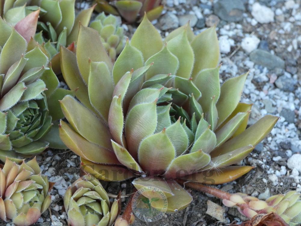 Photo of Hen and Chicks (Sempervivum 'Arrowheads Red') uploaded by springcolor