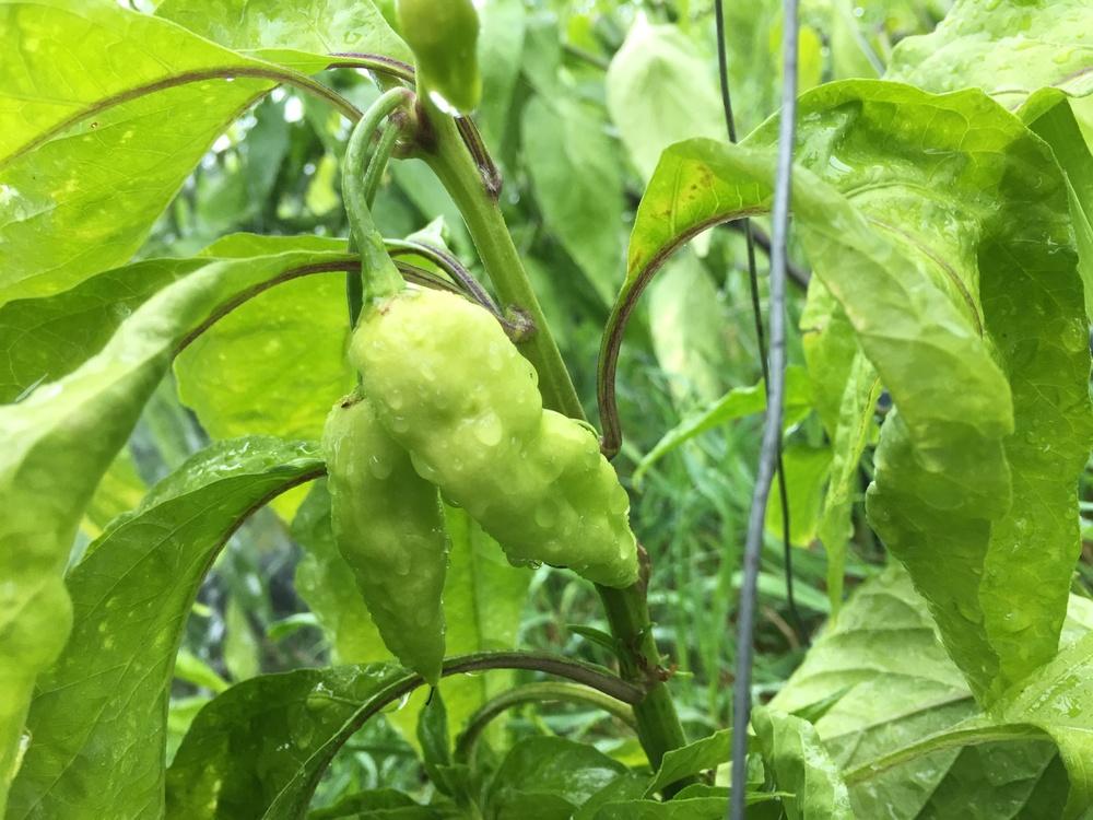 Photo of Ghost Pepper (Capsicum chinense) uploaded by Anderwood