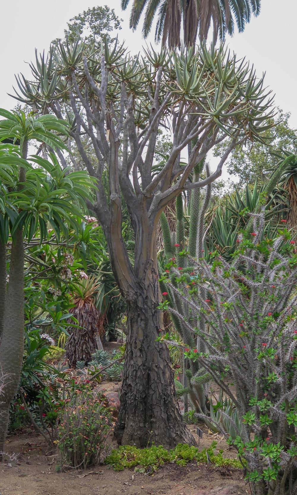 Photo of Quiver Tree (Aloidendron dichotomum) uploaded by Baja_Costero