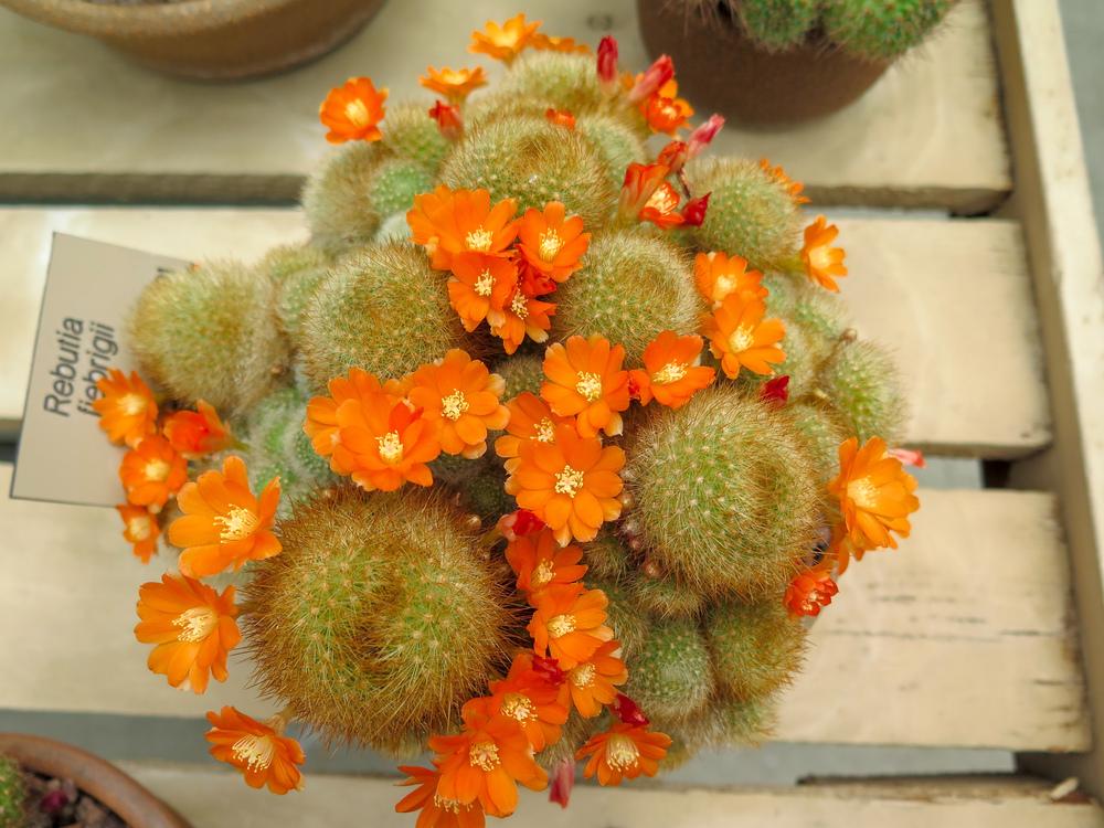 Photo of Flame Crown Cactus (Aylostera deminuta) uploaded by Baja_Costero