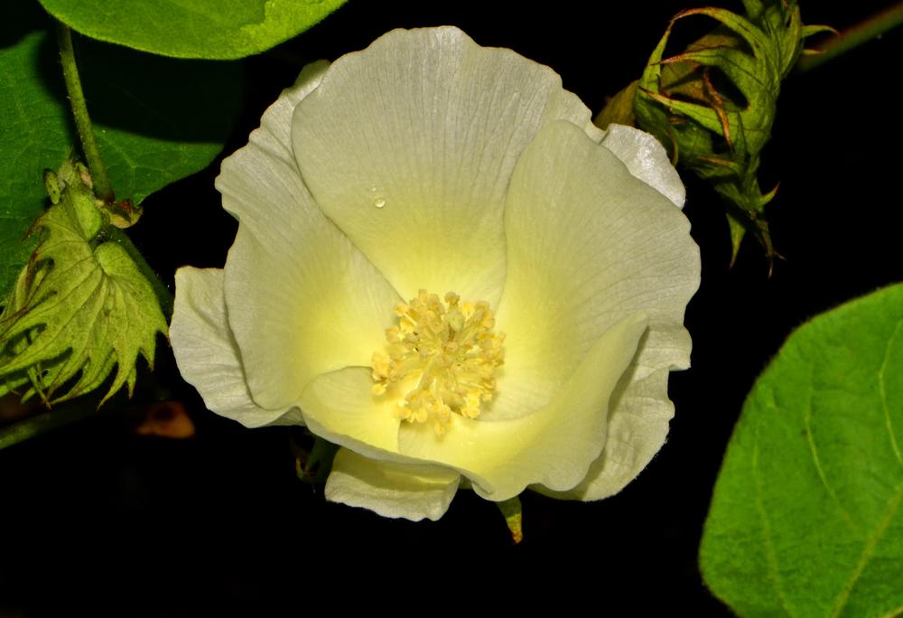 Photo of Upland Cotton (Gossypium hirsutum) uploaded by dawiz1753