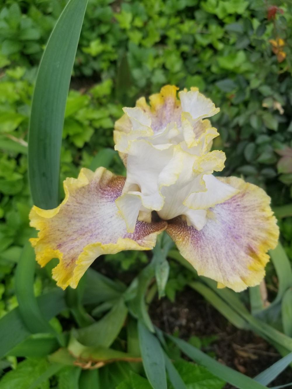 Photo of Tall Bearded Iris (Iris 'Ring Around Rosie') uploaded by javaMom